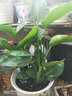 御春阁大苗带原盆原土 鹤望兰苗花卉天堂鸟苗盆栽花卉绿植 火焰红50-60（一盆3棵） 实拍图