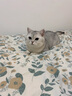 英凯仕猫毛净化器宠物吸毛养猫专用吸浮毛吸毛器猫砂盆毛发净化机1 吸毛除臭净化器无备用滤网 实拍图