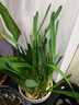 易囍艺 水仙花种球盆栽水养植物易活室内四季好养客厅办公室花卉绿植水 漳州水仙种球4个（大号球）+白色陶瓷盆+营养液 实拍图