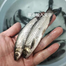 草鱼鱼苗活体淡水养殖食用吃草皖半斤食蚊鱼塘鱼缸观赏鱼草鱼苗批发 20条8-10厘米草鱼加10%防损 实拍图