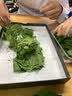 蚕菇凉 新鲜桑叶【当天发货】现摘嫩桑叶大小蚕宝宝食物纯叶片农家自种 新鲜桑叶500克+结茧网 实拍图