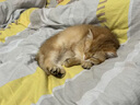 汪野君养猫新手套装猫砂盆铲喂食喂水器绒布猫窝猫砂用品组合基础四件套 实拍图