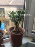 重瓣沙漠玫瑰花苗盆栽花卉老桩室内植物四季好养的花阳台庭院植物 大苗30-40CM高（单颗） 实拍图