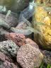 FISH BABY鱼缸过滤材料十五合一净水龟缸套装细菌环活性炭玻璃火山珊瑚石 火山岩500克 实拍图