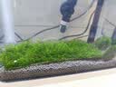 异景园鱼缸水族箱造景阴性水草海藻球绿藻球生态瓶绿澡球水藻球微景观 实拍图