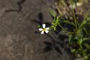 铭匠50mm f1.2定焦镜头大光圈夜景人像适用松下奥林巴斯M43富士X索尼E卡口尼康Z佳能RF微单相机镜头 黑色 索尼E卡口(半画幅) 实拍图