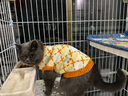 华元宠具（hoopet）猫咪衣服防掉毛秋冬无袖毛衣狗狗衣服冬季保暖宠物德文猫两脚衣 【猫狗通用】两脚无袖保暖黄毛衣 M：胸围39cm（建议5-7斤） 实拍图
