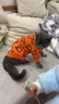 迪普尔 猫衣服狗狗衣服宠物猫咪衣服小型犬中型犬幼犬秋冬季新款服装 M号（建议体重5-8斤） 实拍图