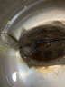 桑岛高钙龟粮乌龟饲料巴西乌龟鳄龟草龟陆龟2mm通用饲料440g 实拍图