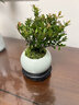 小叶赤楠老桩苗紫檀微景观水培办公室四季好养金丝楠木绿植 小叶赤楠+冰裂纹盆+苔藓+复古底座 实拍图