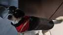 SLPC狗狗衣服中型犬柯基萨摩保暖冬装博美泰迪小狗棉服马甲大狗厚衣服 红 3XL建议19到25斤 实拍图