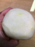 骑猴赶马河北雪花梨【当天采摘】赵县雪花梨当季现摘冰糖雪梨子水果雪梨鲜 【净重4.7-5.2斤丨精选果280g+】 【核心产区老树果】 实拍图