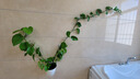 欧林泽 绿萝植物壁挂花盆 自动吸水墙壁挂式 免浇水 仿陶瓷家居创意挂件 阳台厨房挂式个性懒人盆 大号/直径19X高16厘米 实拍图