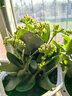 奈园（ny）稀有长寿花盆栽重瓣四季开花客厅阳台带花带花苞室内花卉 实拍图