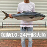 大鲅鱼黄狮鱼海鱼青甘鱼新鲜冷冻鲜活水产深海大鱼马鲛鱼礼盒装 20-22斤（一条）礼盒装 黄金鲅 实拍图