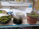 苔藓微景观植物苔藓植物鲜活青苔小草盆栽微景观植物diy材料 苔藓 实拍图