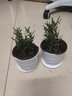 易水之夏迷迭香绿植盆栽阳台花卉香草植物 两盆 含盆 实拍图