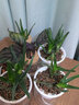 开时果 水培植物办公室内桌面盆栽 水养绿萝水生花植物绿植源头直发包邮 【2盆自选】组合水培植物 （加赠 营养液） 实拍图