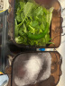 谷格（GUGE）【双桶独立 旋转净化·肉菜同洗】洗菜机家用全自动消毒食材洗水果蔬菜净化器多功能智能果蔬清洗机 G088绿 晒单实拍图