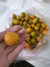 味小仙广西桂林脆皮金桔 滑皮小金桔阳朔特产黄青皮甜金橘新鲜水果 9斤（中果）【1斤30-35颗】 实拍图