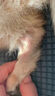 帅哲猫藓药浴猫咪专用猫癣驱虫跳蚤皮肤病脱毛秃湿疹红疹幼猫外用洗澡 3瓶装 实拍图