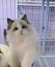 猫咪之家猫咪牵引绳背心式防挣脱外出遛猫绳小猫幼猫牵引绳猫链子松紧可调 蓝粉双拼色 S码 建议4斤以内【胸围24-28cm】 实拍图