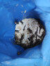 尚烤佳（Suncojia）赶海工具套装沙滩挖沙玩具铲子挖土种菜工具园艺赶海套装5件套 实拍图