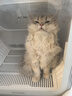 鳥語花香宠物烘干箱御风H5猫咪全自动狗狗洗澡吹风烘干机家用吹水机 实拍图