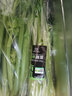 地之源 有机西芹新鲜生食 榨汁西芹有机认证 新鲜采摘现摘现发  无农残 2000g 实拍图