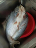 棠鲜生海鲈鱼新鲜冷冻深海七星鲈鱼海捕花鲈鱼 3条装三去海鲈鱼（0.8-1斤/条） 实拍图