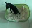 HKML狗狗厕所小型犬专用宠物用品狗便盆尿盆鹦鹉站架喂食排便桌面训练 牛油果小号：40x30x11cm 实拍图