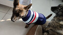 迪普尔 狗狗衣服狗衣服猫衣服宠物冬天中型犬大型犬狗狗毛衣大狗冬季* 条纹藏青-16寸（适合13-17斤） * 实拍图