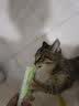 俘获【满199赠礼】A8猫零食礼盒零食礼包积分兑换 【试吃礼包】 3种产品5件货 实拍图