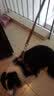 COCS中大型犬胸背带狗绳牵引绳可调节德牧马犬边牧防爆冲狗脖圈遛狗绳 狗胸背带+反光牵引绳 M码 ( 建议26-45斤 ) 实拍图