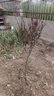 红枫树苗地栽盆栽苗 别墅庭院农家小院道路绿化 彩色树种行道树 红舞姬常年红 3公分粗日本红枫 不含盆 实拍图
