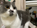 伊纳宝ciao猫零食成猫猫条宠物零食妙好啾噜流质零食布偶猫湿粮鱼条 【关注皮肤】鸡胸肉14g*16条 实拍图