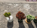 两腿跑【送货上门】三八节多肉植物带盆桌面盆栽组合绿植花卉幼儿园盆栽 姬红花月(带盆栽好) 实拍图