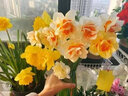 鑫意重瓣水仙花种球年宵绿植花卉室内水培桌面盆栽植物土培种球水仙 优选复瓣1个，多花品种 18-20CM+肥料1包 实拍图