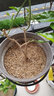纯天然河沙细沙多肉种植种花沙子乌龟冬眠沙鱼缸沙建筑沙水族造景 9-10斤粗沙(1.5-3.5mm) 实拍图