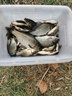臻佑（Grsaed）3瓶鲫鱼颗粒饵+1瓶红虫液小药套餐皮筋颗粒钓鱼饵料钓饵渔具 实拍图