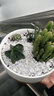 萌卉植仙人掌多肉植物带盆组合仙人球盆栽办公室阳台绿植室内桌面花卉 C款组合：图中植物+盆土铺面 白瓷盆+竹制托盘 实拍图