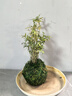 MPPMCK观音竹 水培米竹水培鱼缸玻璃瓶带根苔藓球植物室内禅意盆栽凤尾 桌摆款12根苔藓球翡翠观音竹25cm 实拍图