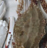 至鲜 梭子蟹1300g/7-8只整只当季液氮冷冻梭子蟹3-5两/只吕四黄海海鲜大螃蟹新鲜海蟹 实拍图