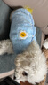 憨憨宠 狗狗衣服猫衣服宠物泰迪衣服冬季猫咪衣服小型犬衣服幼犬秋冬服 黄色 小熊小围巾卫衣 L号建议体重8-11斤 实拍图