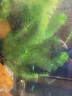 云峰海瑞黑壳虾清洁虾观赏虾 鱼缸水族箱水草缸清洁除藻淡水 草缸疯狂除藻套餐 共10条 实拍图