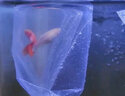 疯狂水草孔雀鱼活体水族宠物观赏鱼冷水耐活小型热带鱼淡水鱼苗 【组合装孔雀鱼8条】随机发出 实拍图