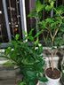 开时果 四季桂花树苗盆栽老桩浓香型花卉 室内植物客厅阳台好养绿植盆景 【家居点缀】精品桂花/40-50cm+砖红加仑盆 基地直发 实拍图