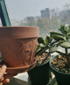 芷郁仿陶瓷花盆浮雕种植盆树脂花盆庭院多肉绿植盆庭院室北欧风 7寸 实拍图
