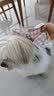 MUJI双层纱织 宠物衬衫 宠物用品 宠物家居服小型犬适用 粉色格纹 XL 实拍图