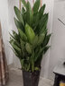 叹为观止大型植物发财树各种大颗盆栽开业乔迁客厅办公室内好养大型花卉 富贵鸟【1-1.2米】 不含盆 实拍图